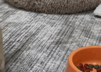 M0501003 # @Cute 🐶 # @cute cat # @cute cat #Thiscute little dog didn’t know what mistake it made that its owner had to do this to it