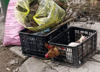 M0501004 I don’t understand what mistake these 3 poor puppies made that their owner treated them like that