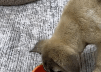 M0501005 The poor dog was chained in front of the house