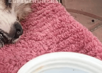 M0501006 on the way i was going to exercise and i found this poor little dog passed out on the side of the road and i ran to help it and took it home to t part2