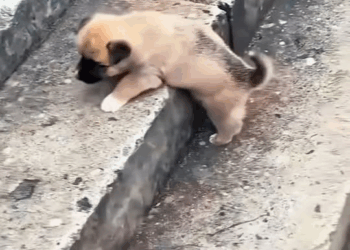 M0501007 Teoría animal Alberto Barrera part2