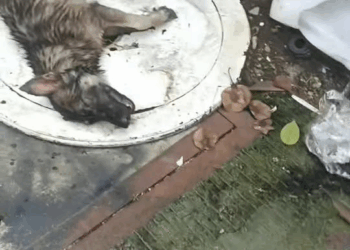 M0501008 Sya yong naka post kahapon baka handusay sa gilid Ng kalsada at ngayon pinontahan Namin at dadalhin sa vet dahil nag part2