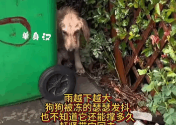 M0501010 Mickey is a little Teddy on Reels (2) part2