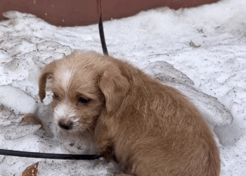 M0501012 Picked up a puppy, shaking from the cold, rescued successfully part 2