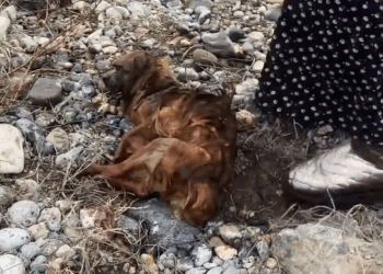 M0501013 Mickey is a little Teddy on Reels part2