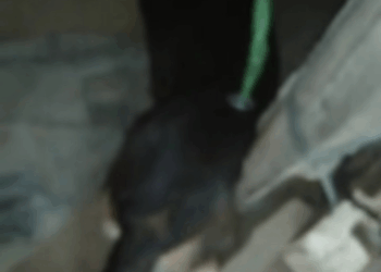 M0501014 Kahit namatay na yong owner nya uuwi at uuwi talaga sya sa bahay ng tatay😭umuwi sya sa kubo ng ama at doon na rin na part2