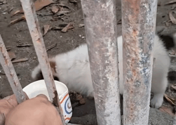 M0501019 HINDI KO ALAM KUNG ILANG ORAS OR ARAW NA SYANG NAK4ÌPIT SA G4TE😭 #follower #everyone Voice of the paws part2