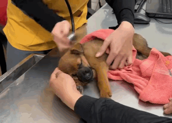 M7010001 Salvamos a vida dele🙏 #cachorro #ajuda #salvandovidas part2