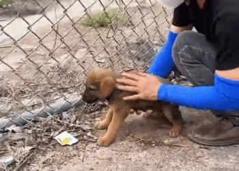 M7010002 Rescue two puppies #rescue #animals #rescueanimals #rescuedog #puppy part2