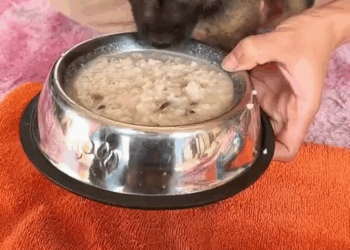 M7010003 Rescue a puppy on the road #rescueanimals #animals #rescue #puppy #rescuedog #dogsoftiktok part2