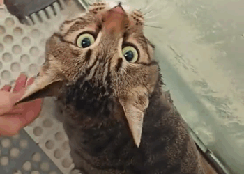 M7010004 A dirty stray cat appeared outside the window