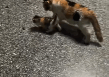 M7010005 A stray cat suddenly came into the tent while we were camping outdoors