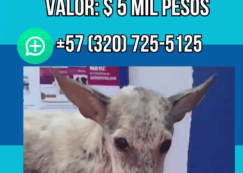 M3009008 Mogolla busca corazones que le ayuden a dejar ese pasado de maltrato y abandono al que estaba sometida, 100 corazones part2