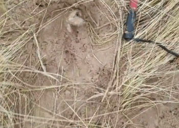 M7010007 I save this dog from the sand and gave it new life • PART 2 part2