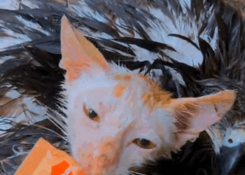 M7010008 This falcon was abandoned and in its wings was an abandoned cat, both were rescued and are doing well