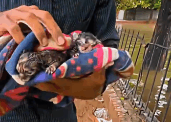 M7010009 this mother cat was saving her kittens from the flood, thanks to these good men she and her kittens were saved