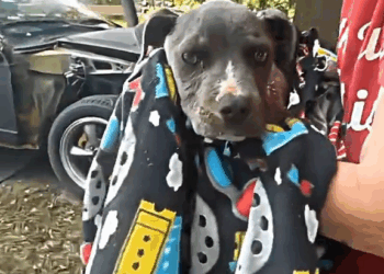 M7010010 this poor dog was abandoned, these people saved him