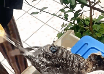 M7010011 quanta maldade, ainda bem que o salvaram 🥺 #emocionante #salvandovidas #resgateanimal #animalrescue #seresdeluz #viral part2