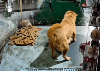 M7010012 #dogsoftiktok #animals #fyp part2