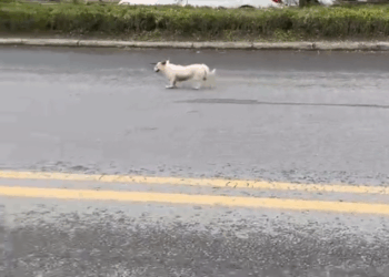 M7010014 Rescue a puppy injured by a crossbow arrow #rescue #dog #dogsoftiktok #love #animals #fyp part2