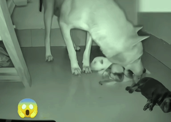 M7010017 #animals #fyp #omg #fypシ part2