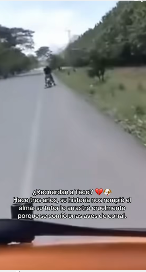 M3010003_ ‼️Adopta con el corazón ♥️‼️ ¿Recuerdan a Taco 💔🐶 Hace tres años, su historia nos rompió el alma su tutor lo arras_part2
