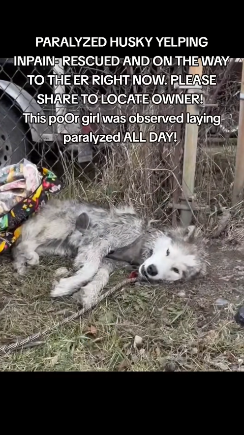 M3110019_PARALYZED HUSKY YELPING IN PAIN RESCUED AND ON THE WAY TO THE ER RIG_part2