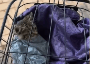 M0711016 All it needs is a bit of love, a warm place to rest.