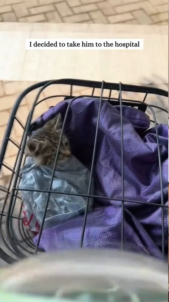 M0711016 All it needs is a bit of love, a warm place to rest.