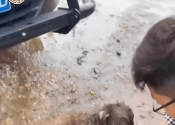 M0711014_He Tried to Follow Me Home But Couldn Take Him_part2