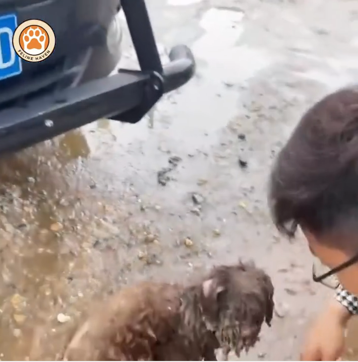 M0711014_He Tried to Follow Me Home But Couldn Take Him_part2