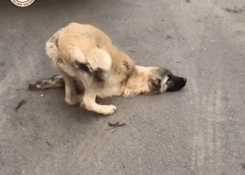 M0711006_He Collapsed on Street, Crying Help But No One Stopped in Time_part2