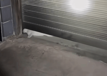 M0511020_#cat #catsoftiktok #rescuecat #poorcat #catvideo_part2