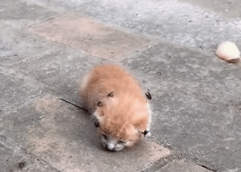 M1511010_#reels #rescue #kittens #puppy #cat #dog_part2