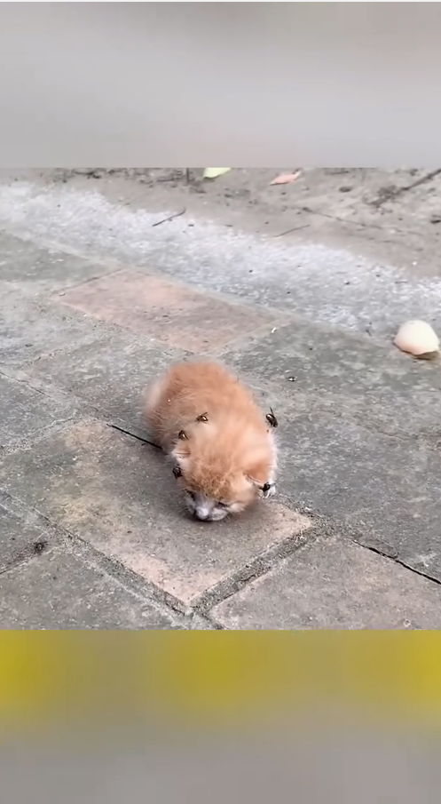 M1511010_#reels #rescue #kittens #puppy #cat #dog_part2