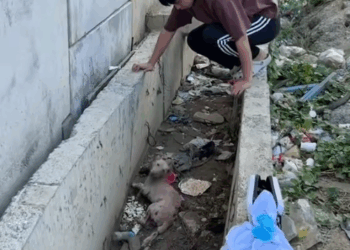 M1511013_Alam niyo sa pagrerescue ko napapatunayan ko na madami din talagang tao na walang pakealam sa mga aso at pusa Raevin Bonifacio Blogs_part2