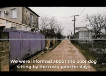 M1511015_Waiting at Gate Days passed she still waited #rescuedog #homelessdog #poordog Cece_part2