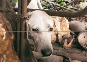 M1511016_Dog Waterfall Joy Her joy at waterfall was everything #rescuedog #puppytiktok #animallover Animal Rescue Network_part2