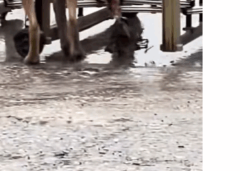 M1511017_It hard to remove iron clamp. Poor dog.#dog #dogsoftiktok #poor…_part2