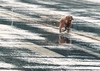 M1511022_In cold rain, he dragged heavy chain looking shelter. It was heartbreaking_part2