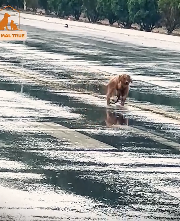 M1511022_In cold rain, he dragged heavy chain looking shelter. It was heartbreaking_part2