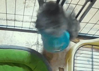 M1511023_poor dog #animals #dogsoftiktok #fyp #animal #dog_part2