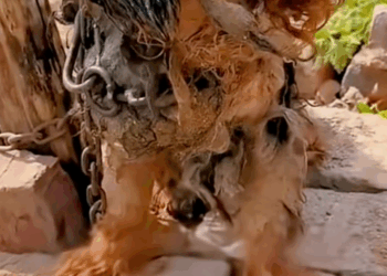 M1511024_#straydog #viralviedo #lonelydog #lovememode #spayandneuter #abandone…_part2