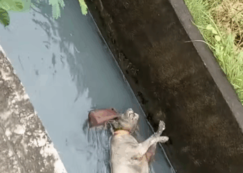 M3110021_may tumulong na kunin SI Doggy dito nakakaawa parang itinapon Sila ng owner nila dito kaya pala ayaw niya umalis dyan kahit naula p_part2