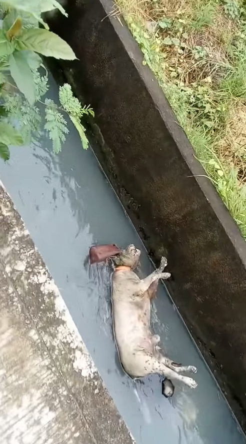 M3110021_may tumulong na kunin SI Doggy dito nakakaawa parang itinapon Sila ng owner nila dito kaya pala ayaw niya umalis dyan kahit naula p_part2