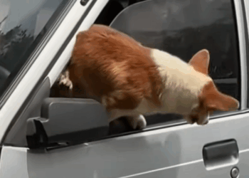 M1511025_#straydog #viralviedo #lonelydog #lovememode #spayandneuter #abandone… (1)_part2