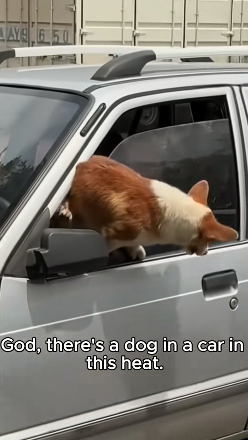 M1511025_#straydog #viralviedo #lonelydog #lovememode #spayandneuter #abandone… (1)_part2