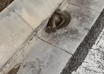 M1511026_stray dog grew up in hole on side of road #shorts #do…_part2