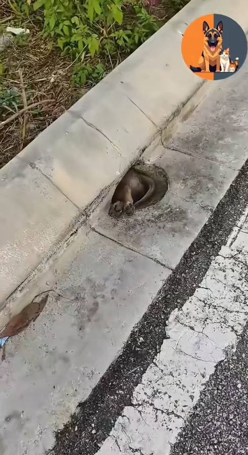 M1511026_stray dog grew up in hole on side of road #shorts #do…_part2