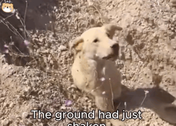M1511027_Buried in Fear Mama Dog Cry After Earthquake. #Fyp #trending #v…_part2